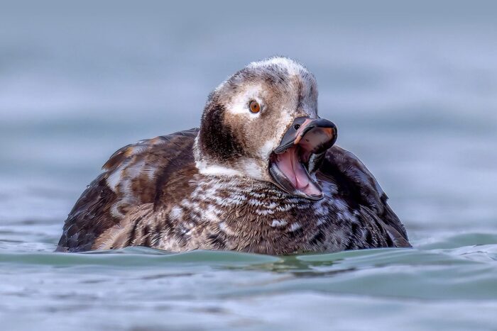 Souvent repéré sur les Grands Lacs en hiver, de nombreux ornithologues reconnaissent le harelde kakawi grâce à son plumage son plumage en éclipse. 