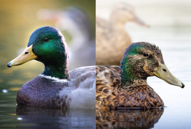 La mue des canards