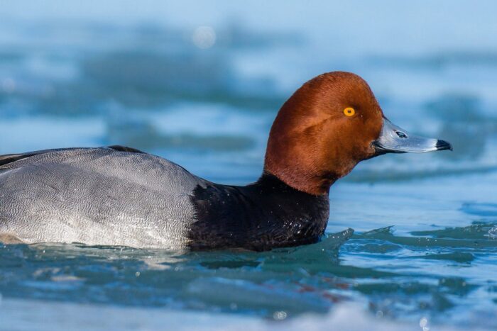 Un fuligule à tête rouge mâle habillé d’un spectaculaire plumage nuptial arpente un lac glacial au printemps à la recherche d’une partenaire.