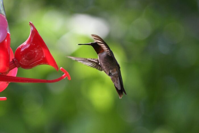 Colibri à gorge rubis