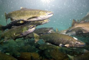 Renforcer la résilience des habitats essentiels dans l’estuaire du fleuve Fraser