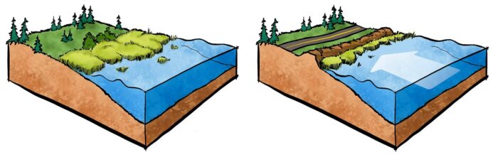 À l’heure où les eaux des océans montent inexorablement et causent l’érosion, les marais salés (gauche) sont obligés de migrer dans l’arrière-pays. Or, quand ils sont bloqués dans leur repli par les infrastructures bâties comme les routes, les digues et les immeubles (droite), nombreux sont les milieux humides qui sont absorbés dans ce qu’il est convenu d’appeler la « compression côtière ».