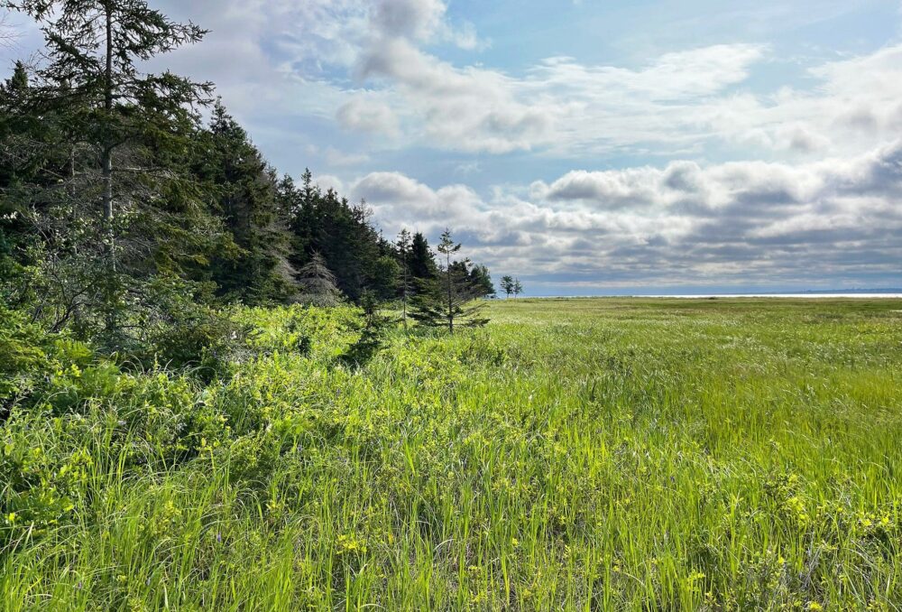 Les marais salés comme celui-ci, donnés par la famille Jean, sont des écosystèmes de plus en plus rares. Ils assurent l’habitat essentiel de la faune et sont des éléments indispensables de l’infrastructure naturelle dans le combat mené contre les effets des changements climatiques.