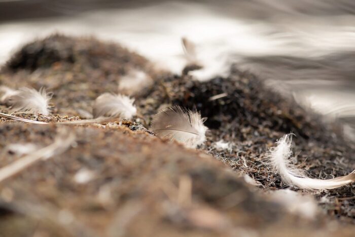 La mue, c'est la perte de vieux poils, de peau, de plumes ou de carapace pour faire place à une nouvelle pousse. Chaque année, les canards perdent temporairement leur somptueux plumage, grâce auquel nombre d’entre eux sont faciles à reconnaître, et le retrouvent peu de temps plus tard.