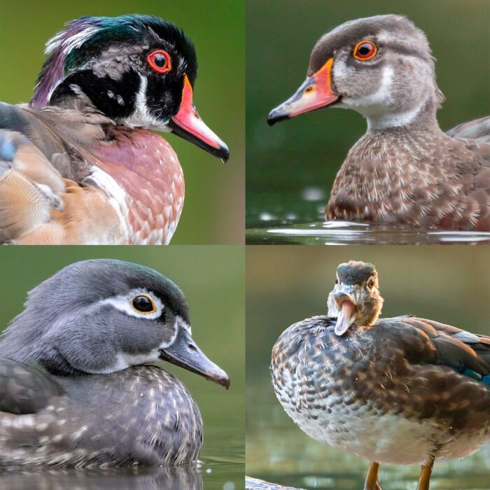 Les canards branchus peuvent revêtir différents manteaux pendant différentes périodes de l’année : dans le sens des aiguilles d'une montre, en haut à gauche : un mâle en période de mue, un jeune mâle,une femelle en mue et femelle reproductrice. 