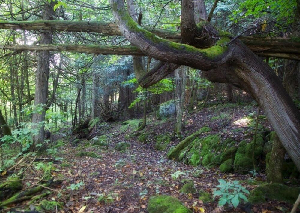 Un des écosystèmes de la Forêt des Cent Acres.