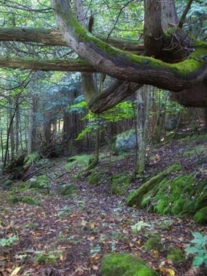 Action Chelsea pour le respect de l’environnement acquiert la Forêt des Cent Acres, en partenariat avec Canards Illimités Canada