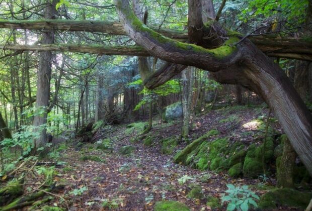 Action Chelsea pour le respect de l’environnement acquiert la Forêt des Cent Acres, en partenariat avec Canards Illimités Canada