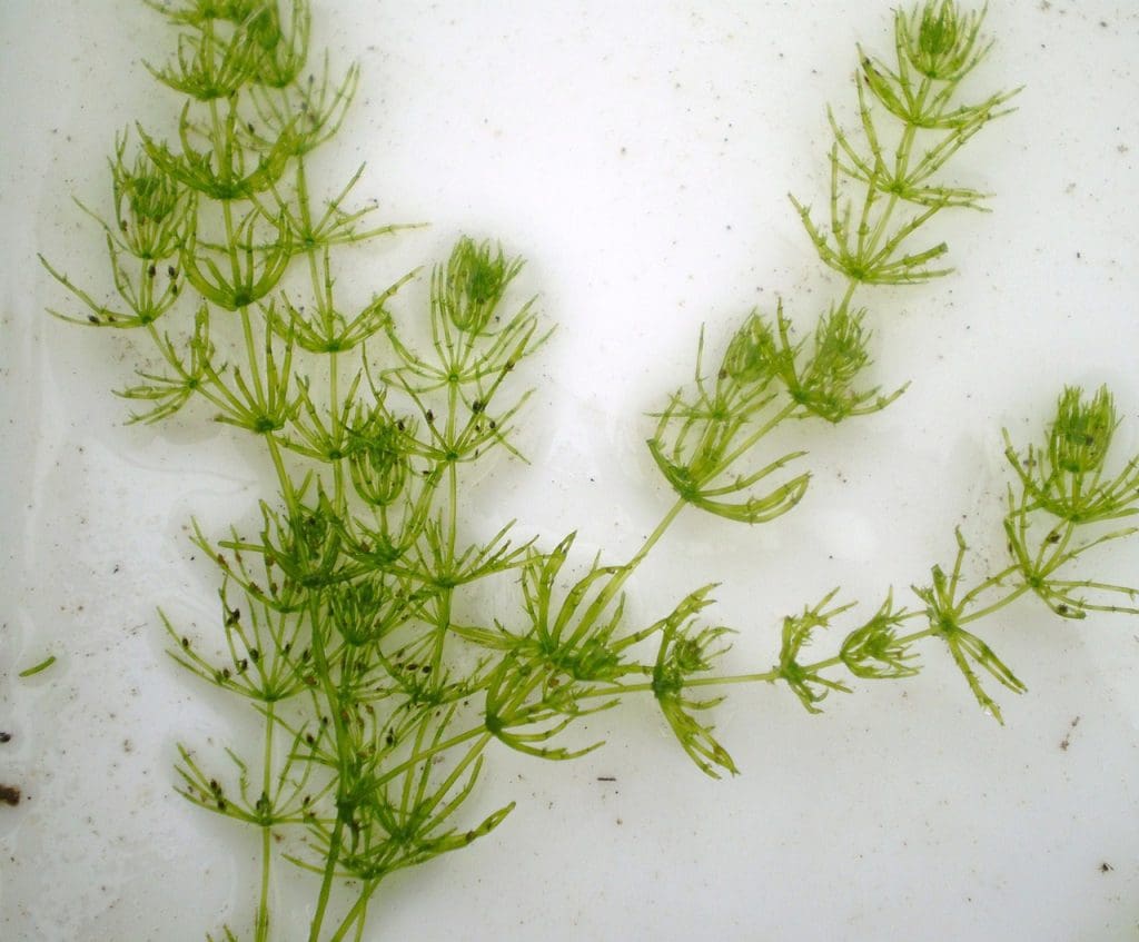 Les algues chara et les algues bleu‑vert Chara algae. Photo Credit: Show_ryu, CC BY-SA 3.0, via Wikimedia Commons