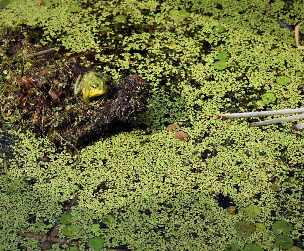 Duckweed vs. blue-green algae