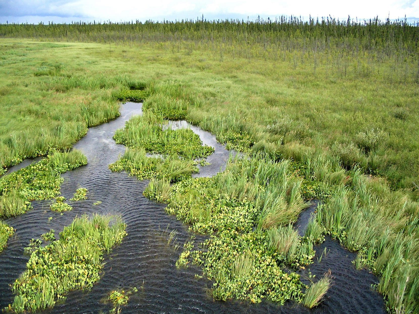 Example of a fen, in the boreal forest