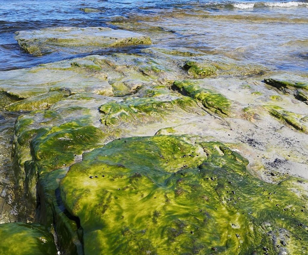 Green algae