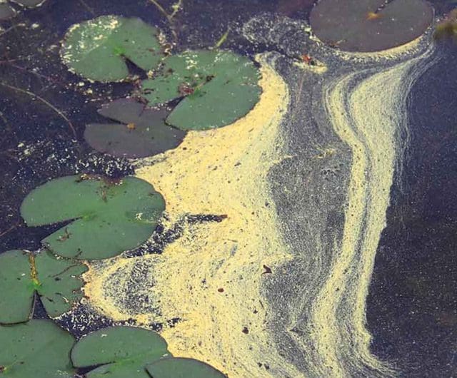 Le pollen des arbres et les algues bleu‑vert Tree Pollen. Photo credit: Mary Holland
