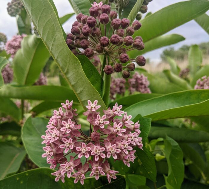 Plante d’asclépiade 