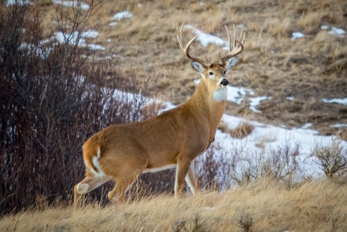 Un cerf de Virginie