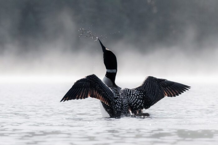 Common loon