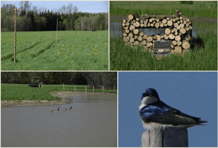 Améliorations de l'habitat pour la faune : perchoirs pour oiseaux, cachette d'observation, hirondelle bicolore, bernaches du Canada avec des plantations en arrière-plan.