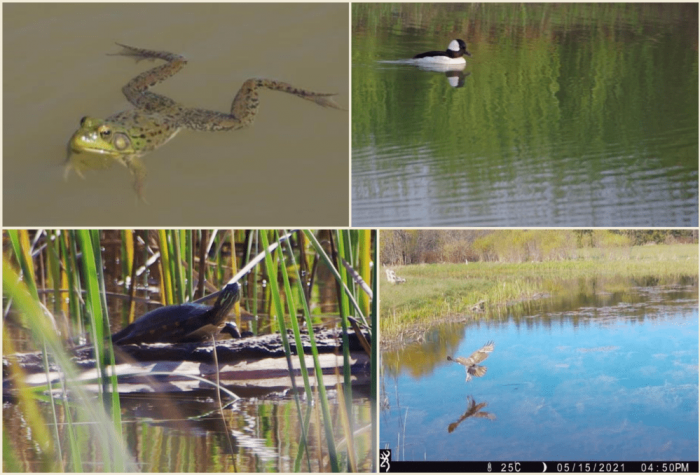 Wildlife visits to the wetland: green frog, bufflehead, raptor, painted turtle. 
