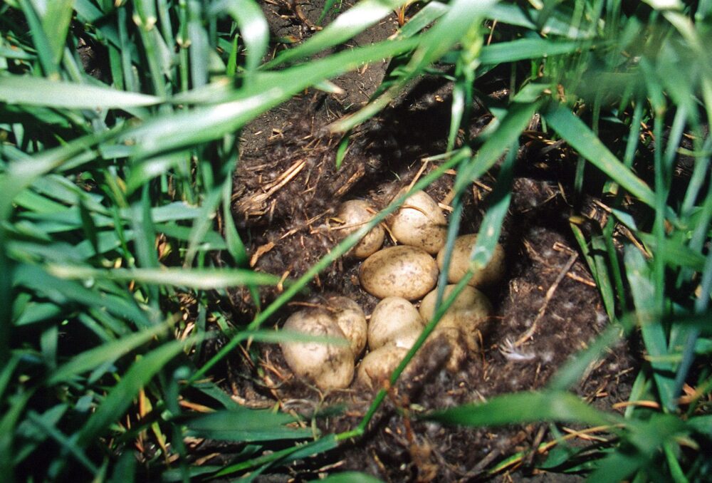 Les œufs de sauvagine font leur nid dans le blé d'hiver.