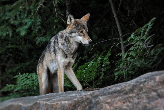 Un loup Algonquin