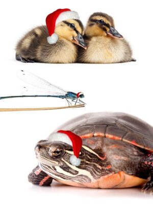Idées de cadeaux