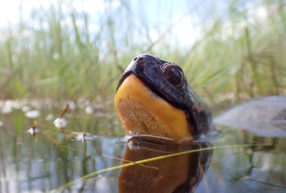 La tortue mouchetée est une espèce menacée en Ontario. Jadis très répandues dans nos lacs favoris, toutes les espèces de tortues sauvages du Canada sont aujourd’hui en péril dans au moins une partie de leur territoire. © James Paterson/CIC