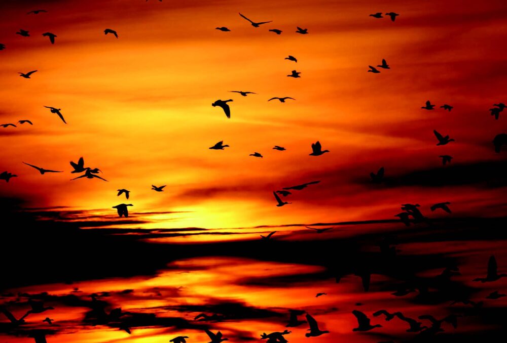 Quand l'aube perce le ciel, les oiseaux s'envolent 