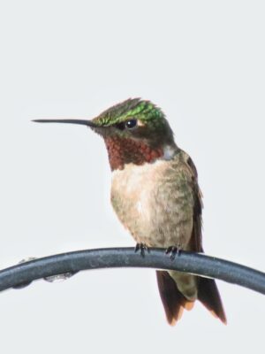 Un oiseau qui se déguise parfois