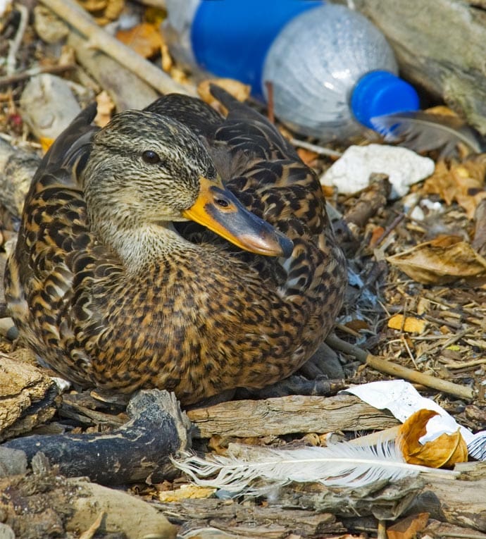 Mallard hen sitting in shoreline pollution.