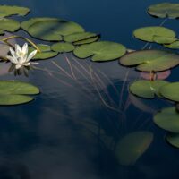 La biodiversité