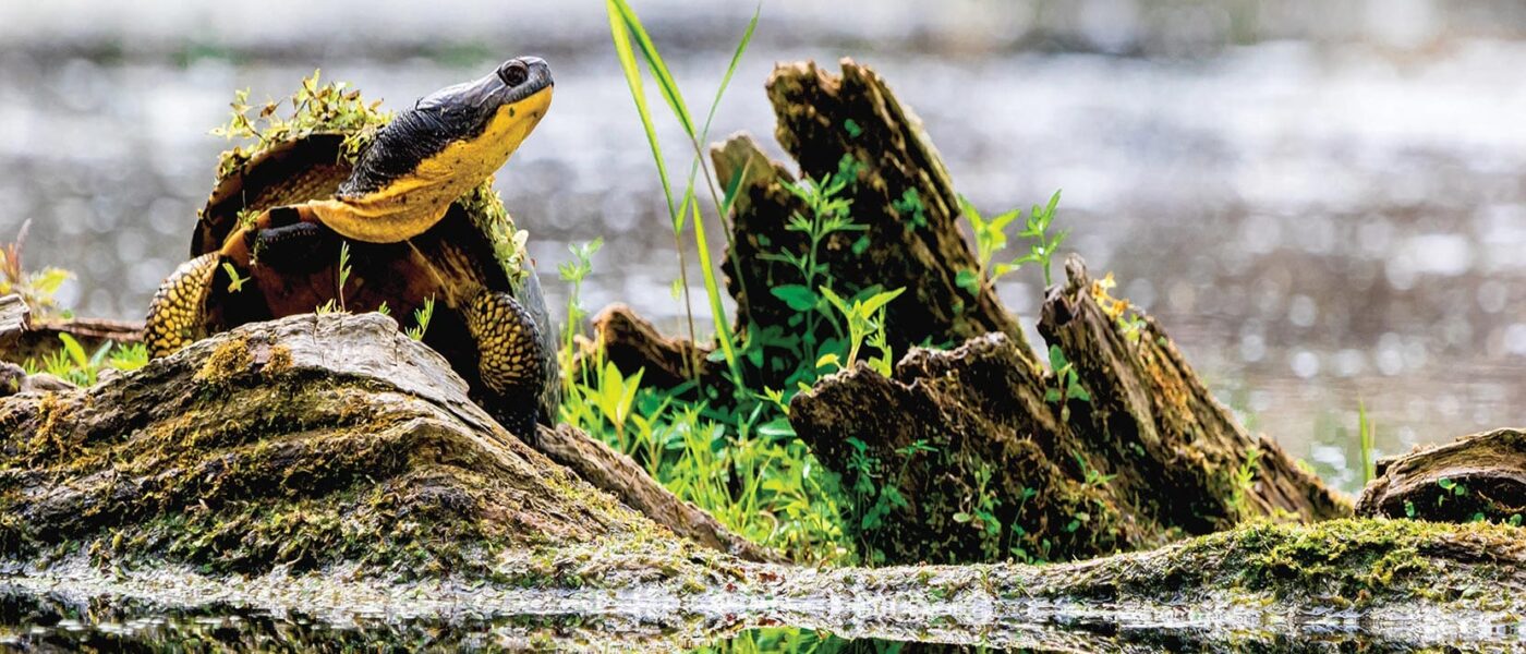 Tortue prenant le soleil sur une milieux humide