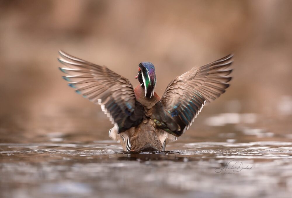 Un canard branchu