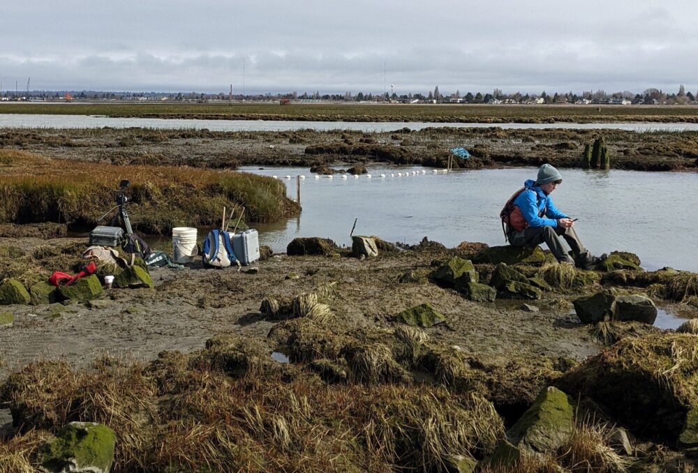 L’estuaire du fleuve Fraser est considéré comme un habitat essentiel pour les poissons et les oiseaux natifs de la côte du Pacifique au Canada.