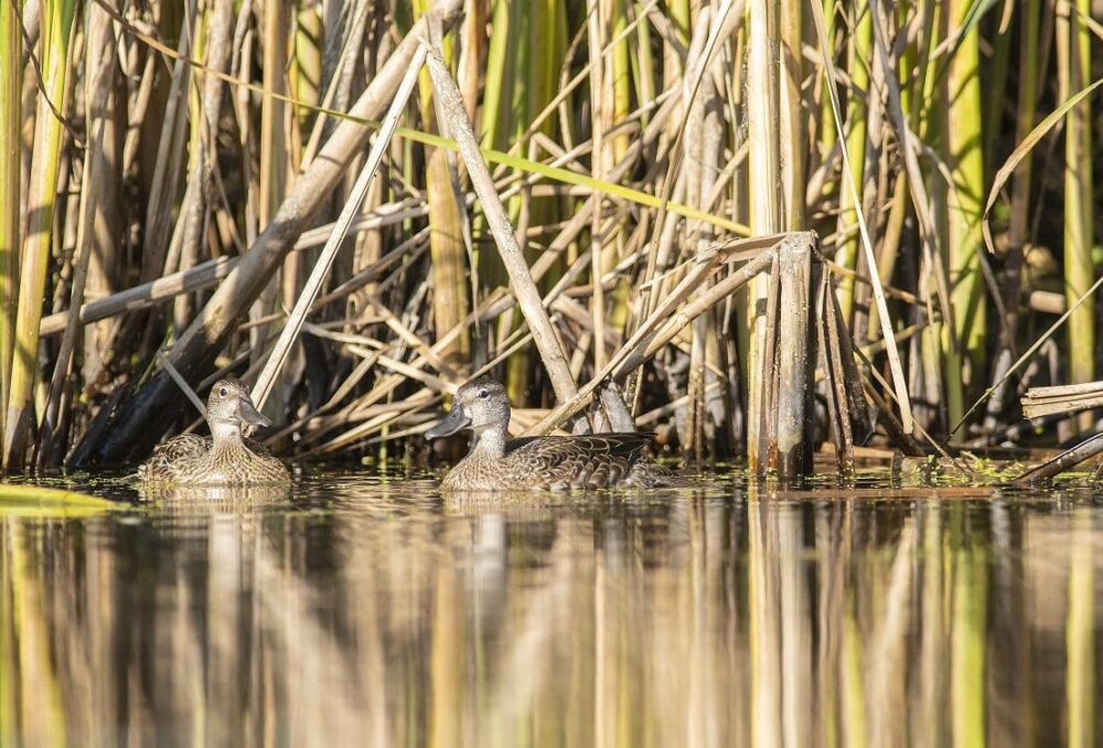 Les sarcelles à ailes bleues sont des migrateurs de longue distance, et certains oiseaux volent jusqu'en Amérique du Sud pour l'hiver. 