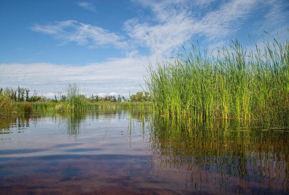 Les travaux de recherche de CIC nous apprennent que les milieux humides réussissent à régulariser et à filtrer les eaux dans différentes conditions — en protégeant, en été comme en hiver, les cours d’eau et les lacs en aval. © DUC