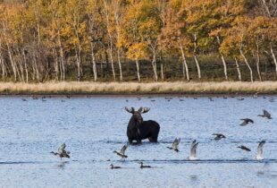 Voici comment les milieux humides sains favorisent la biodiversité