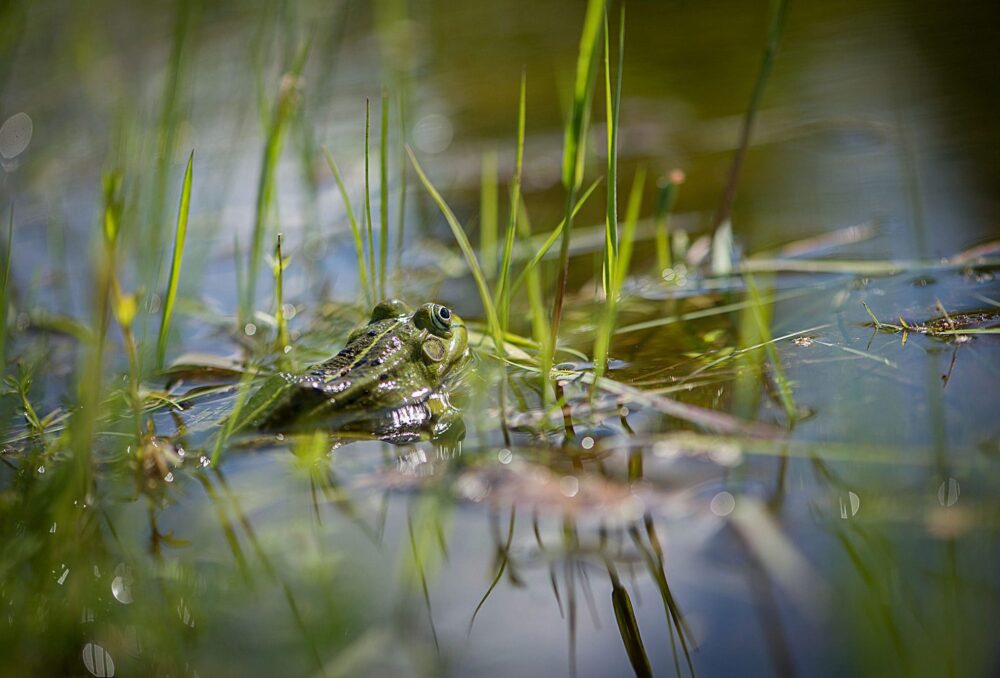 Quarante pour cent de l’ensemble de la faune s’en remettent aux milieux humides.