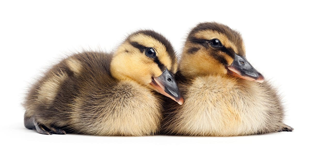 Giving Tuesday ducklings