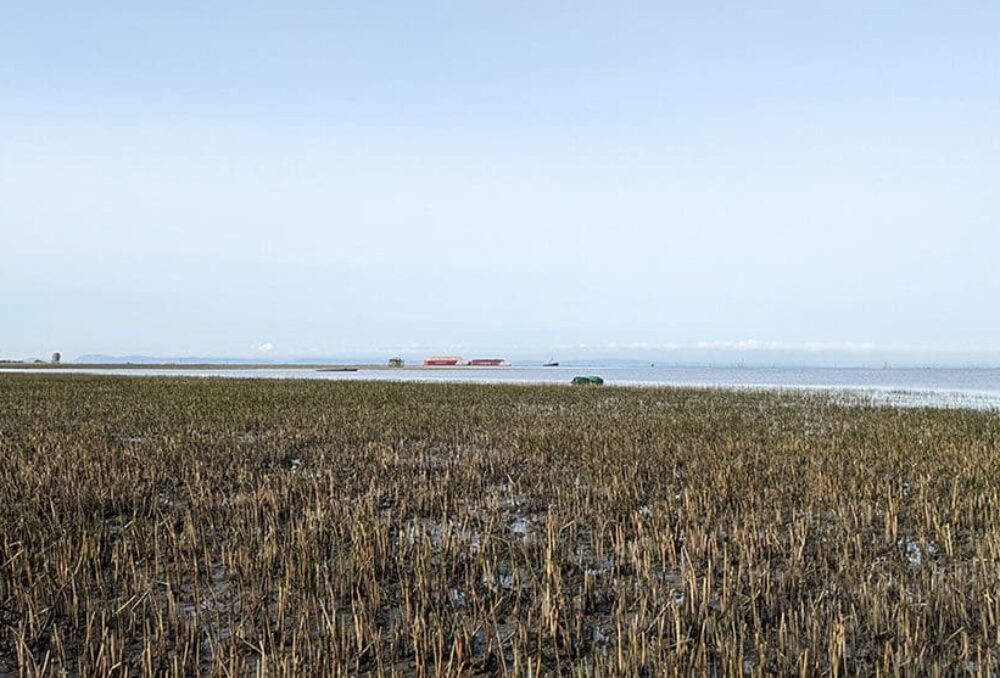 Le marais inférieur de Sturgeon Bank 