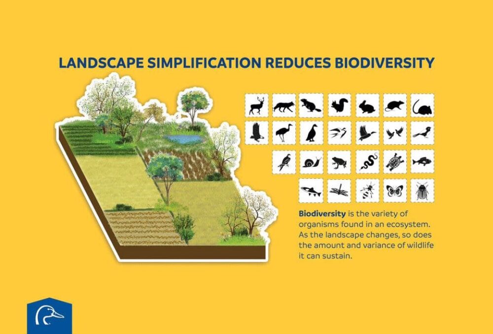 Les scientifiques de CIC mettent au point un outil novateur qui permet d'éviter les approximations dans le ciblage de la conservation et de la restauration des habitats dans les prairies canadiennes.