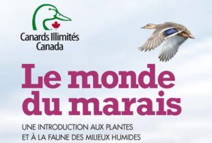 Le monde du marais : Une introduction aux plantes et à la faune des milieux humide