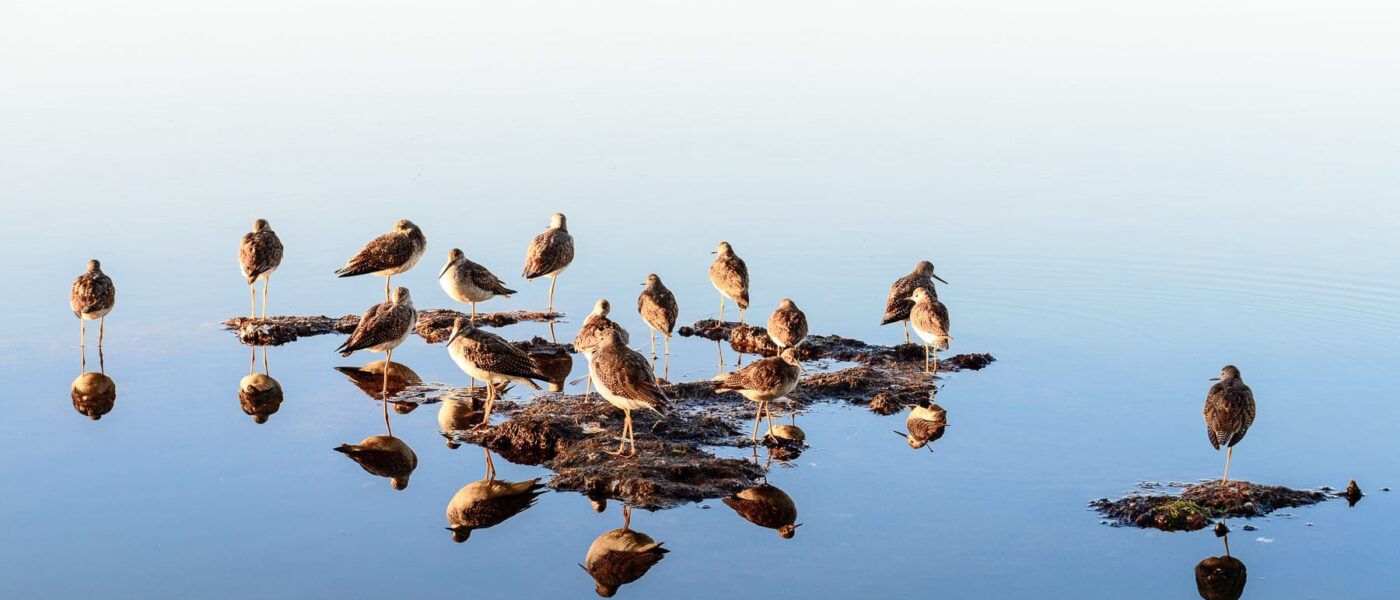 Les oiseaux de rivage font partie des espèces d'oiseaux attirées par les marais de Tantramar.