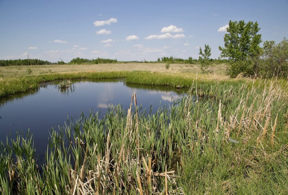 La restauration des milieux humides crée un puissant effet d'entraînement qui génère des gains environnementaux réels. 