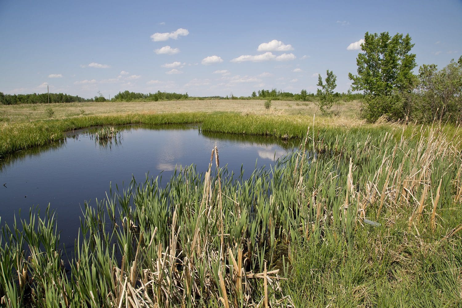 Prairie wetland