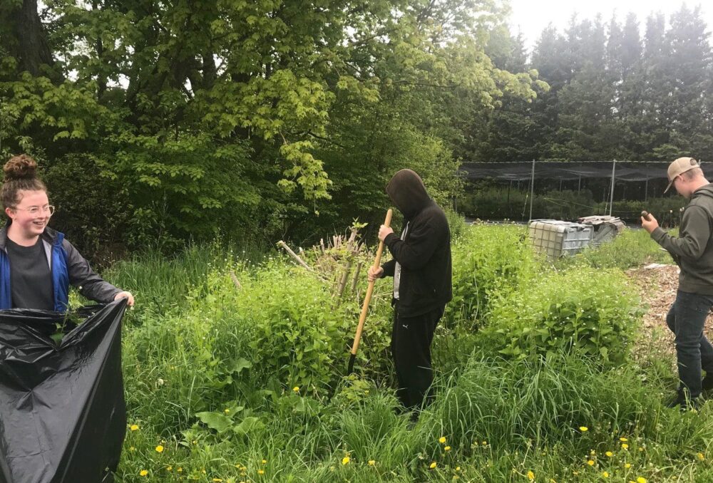 Removing garlic mustard in Mount Forest, Ontario 