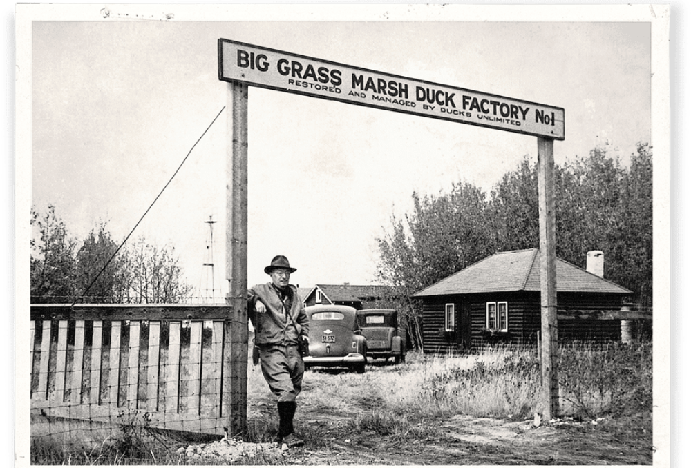 Marais historique de Big Grass, site du premier projet de Canards Illimités Canada.