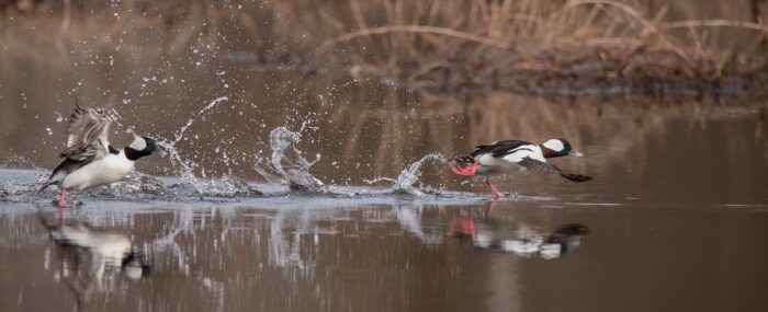 Petits garrots au nord du lac Ontario