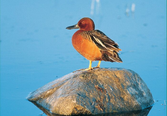 Sarcelle cannelle mâle sur un rocher au bord de l'eau