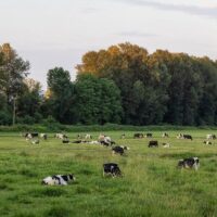 Célébrer la crème de la crème