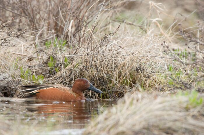 Sarcelle cannelle mâle en plumage nuptial au printemps